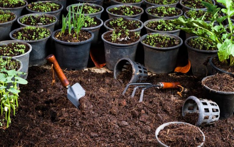 Plants and soil with gardening tools