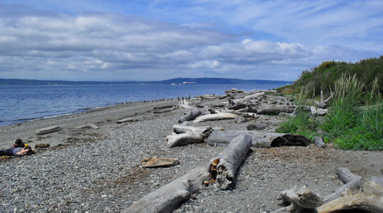 Beach with tree trunks