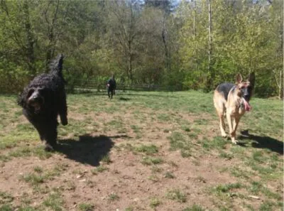 Three dogs running in grass