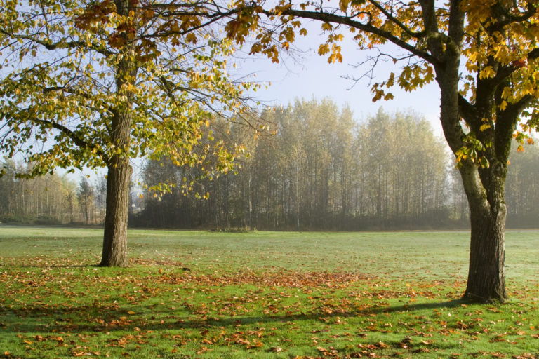 Seattle Marymoor park, foggy autumn morning, framing tree branches