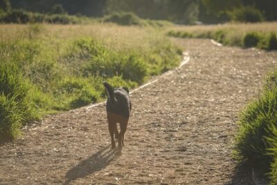 A walking dog